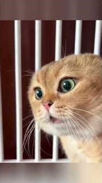 🐘 Elephant Herd Migration 🚶