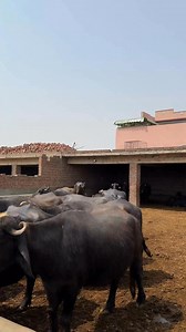 118K views · 8.1K reactions | Waqar Bhindar Dairy Farm on Reels | Facebook