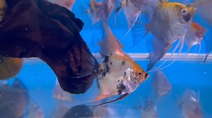 3.2K views · 54 reactions | Quality Angelfish bred by one of our...
