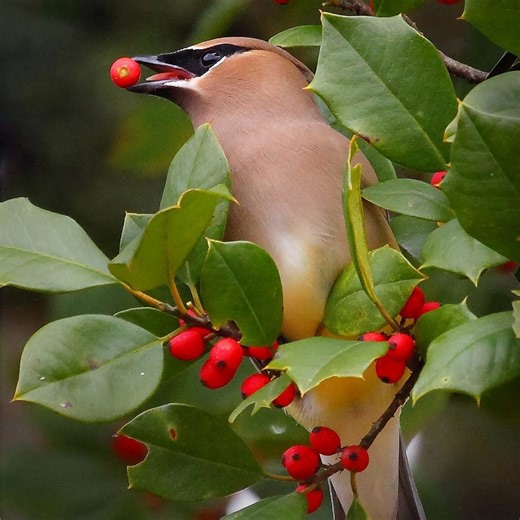 Grow American holly plants to deck your yard