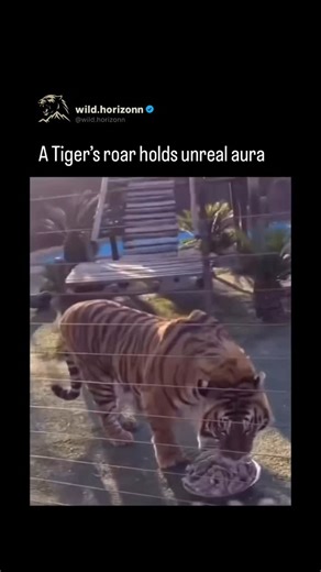 Wild Horizon on Instagram: "A tiger’s roar isn’t just loud — it’s built for dominance. Reaching up to 114 decibels, the deep, low-frequency sound can travel for miles through dense forest and is felt as much as it’s heard. That vibration isn’t accidental. It’s meant to warn rivals, mark territory, and trigger an instinctive fear response in anything nearby. It’s not just a sound — it’s a biological warning perfected by evolution. Follow @wildhorizonn_ for more incredible moments and facts from t