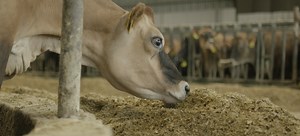 Northwest Iowa Renewable Natural Gas Project