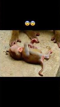 monkey How to stop screaming #monkey #babymonkey