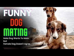 Male dog wants to mate, Female dog doesn't agree | Funny Dog Mating