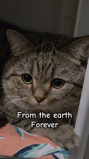 what would you delete?😹 #cat #catshorts #funnycat #catvideos #cutecat