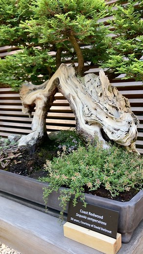 3.8K views · 151 reactions | Portland Japanese Garden’s bonsai...