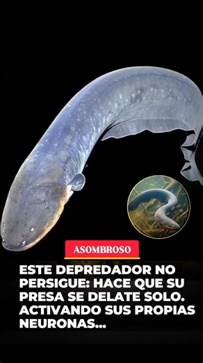 La magia es tan solo una extensión de la física ⚛️ on Instagram: "¿Y si un depredador pudiera presionar tus botones neuronales y hacer que tus propios músculos te traicionen? En las aguas turbias del Amazonas, la anguila eléctrica (Electrophorus sp.) no simplemente electrocuta. Hace algo mucho más sofisticado: secuestra remotamente el sistema nervioso de sus presas. Cuando una presa está escondida entre las plantas acuáticas, la anguila emite dos o tres pulsos eléctricos rápidos, llamados “doble