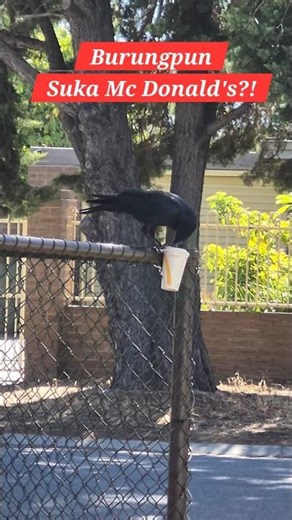 Mc Donald's MEMANG JUARA! BURUNG PUN SUKA!? #kuliner #burger #burungkicau