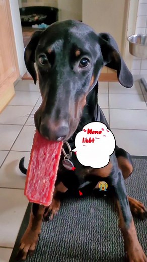 Habt Mitleid mit mir und unterstützt mich bitte 😭 #mitleid #dobermannjeany #doglove 💖