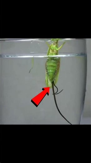 Saving a Praying Mantis from a Giant Parasite! 🪱 #nobatidao