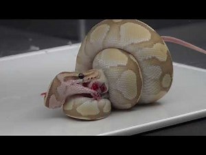 Python Eats Rat - Warning Live Feeding