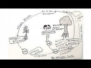 How to draw Nitrogen Cycle/ step by step drawing for beginners