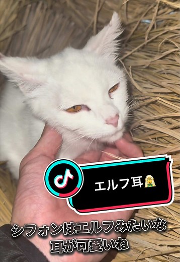 子猫の育て方と食べてる動画｜保護猫の成長日記