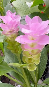 4.6K views · 342 reactions | Beautiful curcuma ginger. #plants #flowers #curcuma #reelsfbシ #videofortoday | Manang Plantita | Facebook