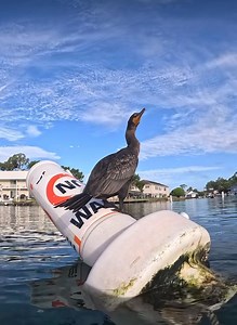 1.7K views · 23 reactions | Fun video of one of Kings Bay’s Double...