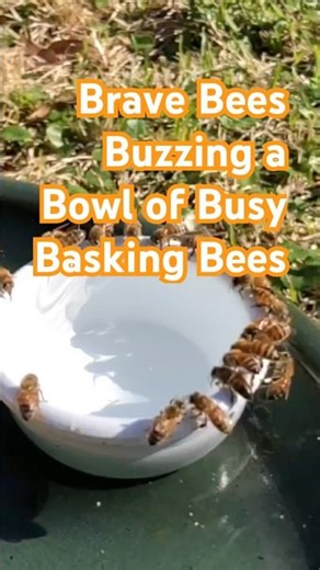 Brave Bees Buzzing A Bowl Of Busy Basking Bees (in SLO-MO)