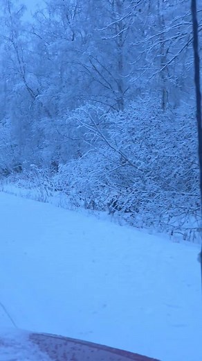 18 shares | So many moose out yesterday! Did you know they have signs up to tell you how many moose have been hit since July 1st every year? Those signs currently say 89. #alaska #alaskalife #moose #snow #nature | Alaska Chronicles | Facebook