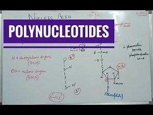 Polynucleotides (structure)