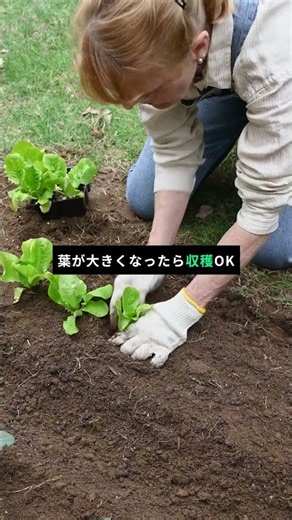 Can You Grow Lettuce Without Soil? Save Money and Look Great with Hydroponics. Easy DIY for Solo ...