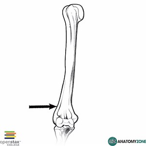 Lateral Supracondylar Ridge - AnatomyZone