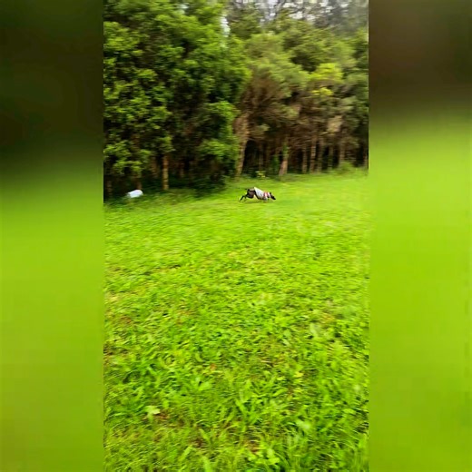 One of the most awesome type of exercise for young dogs is free running in a safe location. Long line if you’re still working on your recall. Getting off the pavement and onto uneven ground teaches our young dogs how to move their bodies better so they don’t injure themselves so easily, it also makes them stronger and more flexible 💪 | The Balanced Canine Sydney