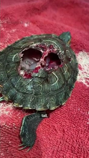 Severe Shell Fracture in Turtle Shows Internal Organs - Reptile Trauma