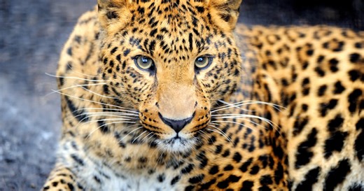 How animals really get their 'perfectly imperfect' spots and stripes