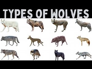 Types Of Wolves | Wolves Names With Pictures |Wildlife Education #wolf #wildlife