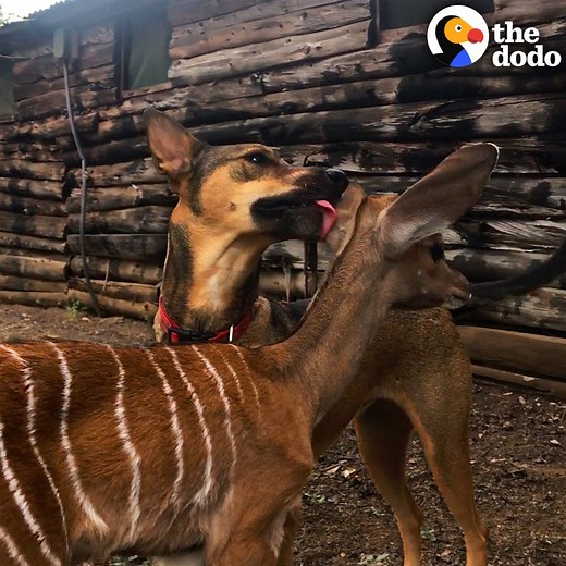 5.3M views · 188K reactions | When this rescue dog covers this baby antelope with kisses  | The Dodo | Facebook