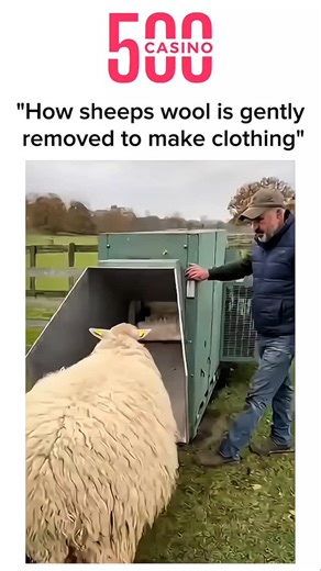 Factatrend on Instagram: "The video is 9 seconds of precision and care! 🐑✂️ Watch skilled shearers gently remove wool, keeping sheep cool, comfortable, and healthy—all while producing soft, high-quality fleece. #SheepShearing #AnimalCare #WoolHarvest #FarmingSkills #SustainableFarming""