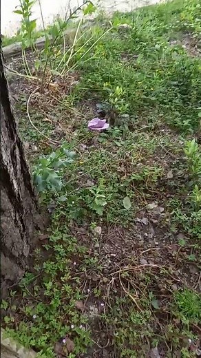 I found FLOWER from BFDI in Real Life?!