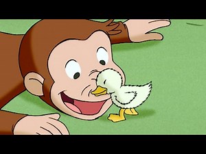 Curious George  A Monkey's Duckling  Kids Cartoon  Kids Movies | Videos for Kids - Videos For Kids