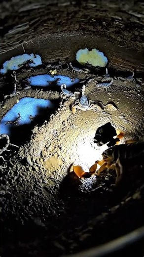 Scorpion POV: Inside the Deadly Underground Colony #explore #shorts #pov #animalshorts