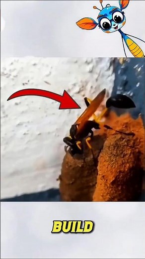 How This Wasp Builds a Mud Nest Like an Architect!