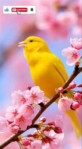 Morning Birds in Nature | Wild Birds 8K, Calm Bird Songs & Forest Sounds 🦜