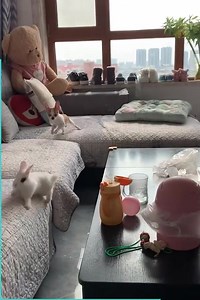 35K views · 1.9K reactions | Lo más lindo que veras hoy: Los perros tienen una habilidad especial para amar cualquier cosa y todo lo que se cruce en su camino. El Amor, aprende y comparte. | Agape Radio | Facebook