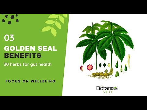 Golden Seal Health Benefits and how to use