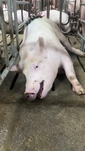 PiggFarming on Instagram: "3 Ways to Raise Pigs for BIG Farmhouse Profits! 🐷💰 Want to turn pig farming into a highly profitable business? In this video, we’ll show you three powerful ways to raise pigs in a farmhouse setting and maximize your earnings. Whether you’re just starting out or already farming, these practical tips will help you boost your farm’s profitability while ensuring your pigs grow healthy and strong. We’ll cover: ✅ The best pig breeds for fast growth and high r