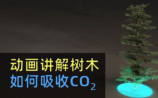【官方双字】树木是如何吸收CO2二氧化碳的 植树是如何对抗气候变化的