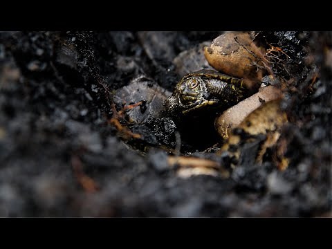 Northern Map Turtles