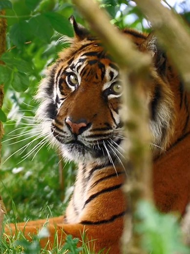 Tigers: The Strength and Bravery of Nature's Predators