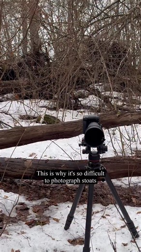 Stoats are difficult! Hermelin / Stoat / Ermine Stoats are incredibly difficult to photograph and even more difficult to record with my big camera. They move very very quickly and they just don’t stay still for more than a couple of seconds at most. It’s a good thing that they are quite curious and fearless which gives me plenty of opportunities to hopefully get a few good pictures. Something that I feel is important is to know when there’s just no point in trying to take pictures of an animal l