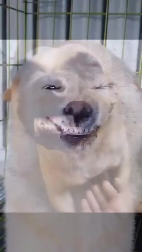 Dog laughing || unbelievable!!! funny dog video. try not to laugh | Being Spiffy