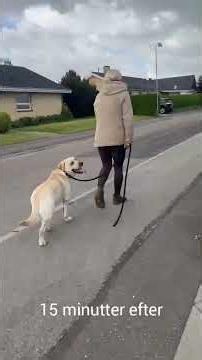 Trækker din hund ? så gør noget ved det ....