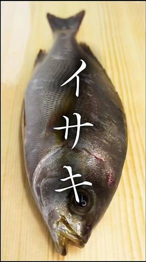 自宅でできる熟成魚の作り方 #イサキ #ジギング #魚 #熟成魚