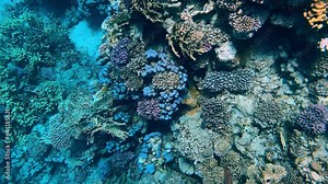 Beautiful coral reefs and fish of the Red Sea