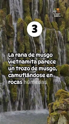 Los 5 animales más sorprendentes que dominan el camuflaje en la natura