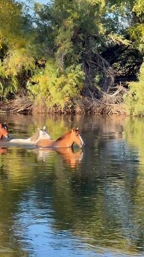Beautiful video! I was scared because I thought the horses were going to drown at the end. 💪👍🙏❤️ #horse | Minina