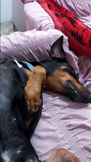 Wow look this cute doberman 😂😂😂 #dog