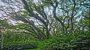 Ancient tree Samanea saman from Dutch era in De Djawatan forest in Indonesia.